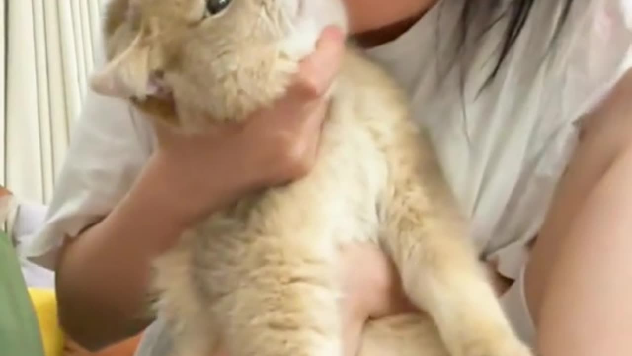 Adorable Feline Frenzy