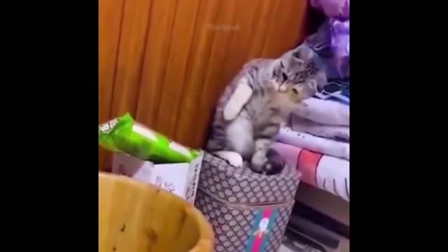 Funny Animal Videos Part 3