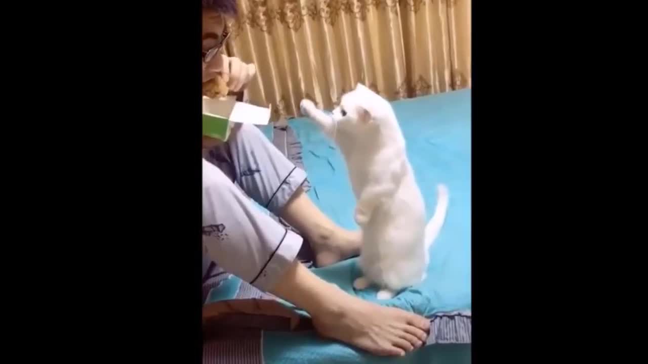 animals cute | funny animals | dog cat cute