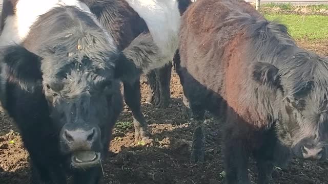 Belted galloway