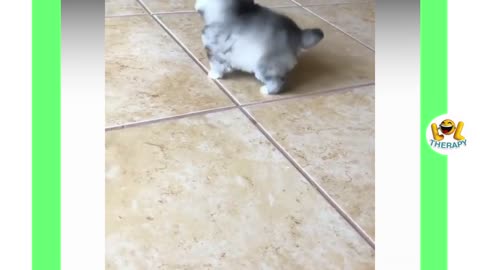 Funny Pets playing with their owners