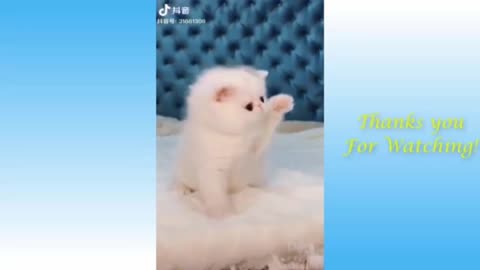 cute baby cat so cute. And so pretty