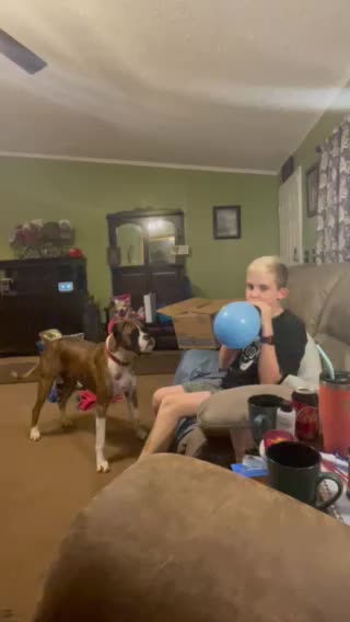 Cooper plays with Bentley