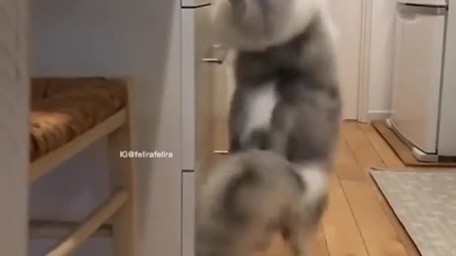 Funny Dancing Cat meme 😹