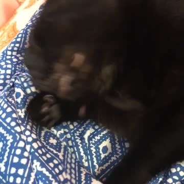 Cute Kitty Washes Face