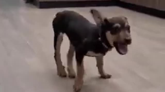 Funny Dog Dancing black