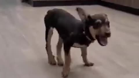 Funny Dog Dancing black