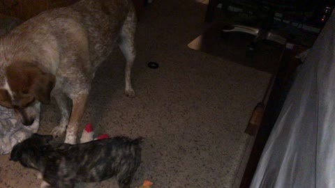 Abby at Play