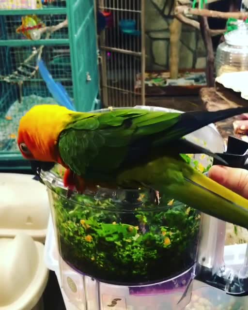 Sam the macaw shows his love for food