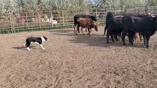 dog breaking cattle with brodey