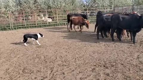 dog breaking cattle with brodey