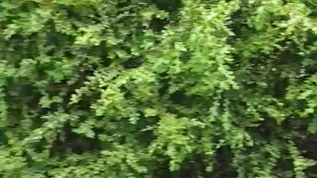 This is a video of a tree in an apartment building in Korea-2