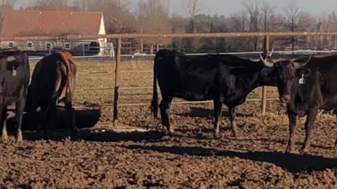 36-Young Corriente pair an bred. TN.