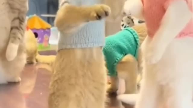 two cats