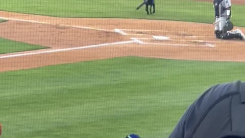 Dog Retrieves Bats At Baseball Game