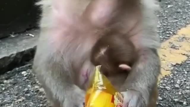 monkey eating cake