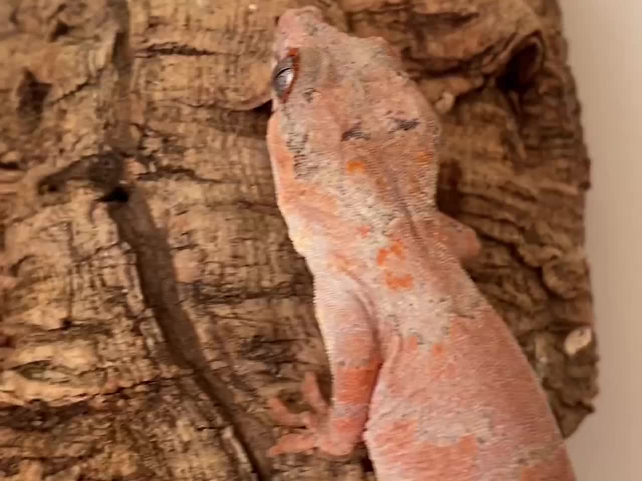 My gecko turned PINK!