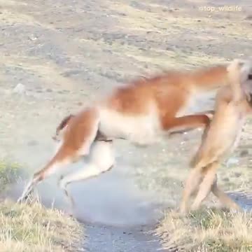 Puma Hunting viral video || Dangerous animal in the world