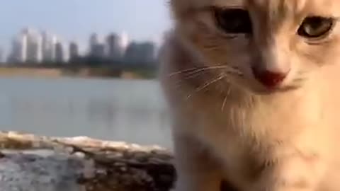 cat video cat voice cute cat