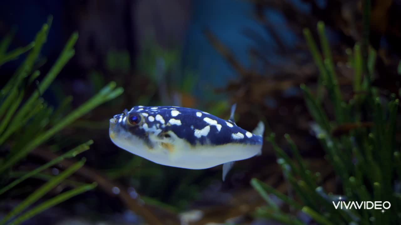 Video of fish under sea water