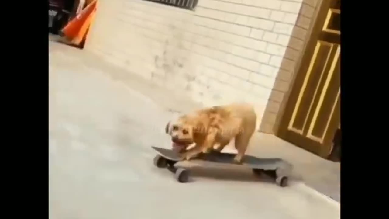 Funniest Animals🤣 Funny Dog And Cat 😜Funny Animals Video🐈