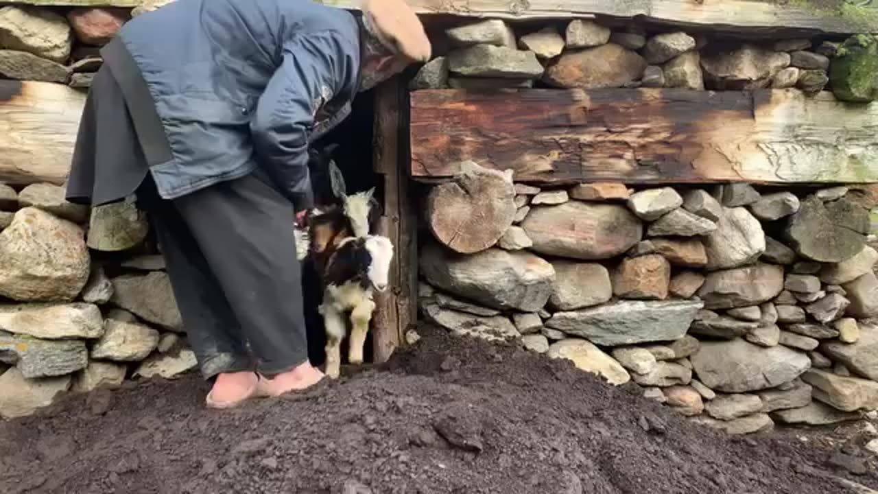 Shepherd