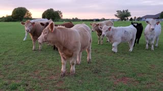 Cute curious cows