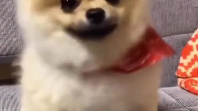 Funny puppy | Got shot | wait for last...