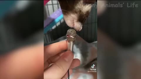Sleepy noodle sound!