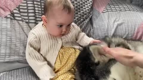 Husky Steals Babies Toy!!..😭.