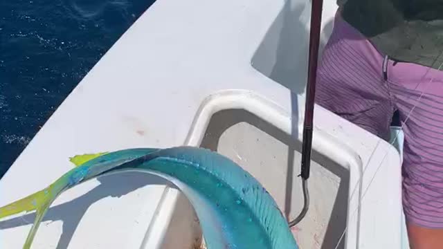 Sky blue Mahi