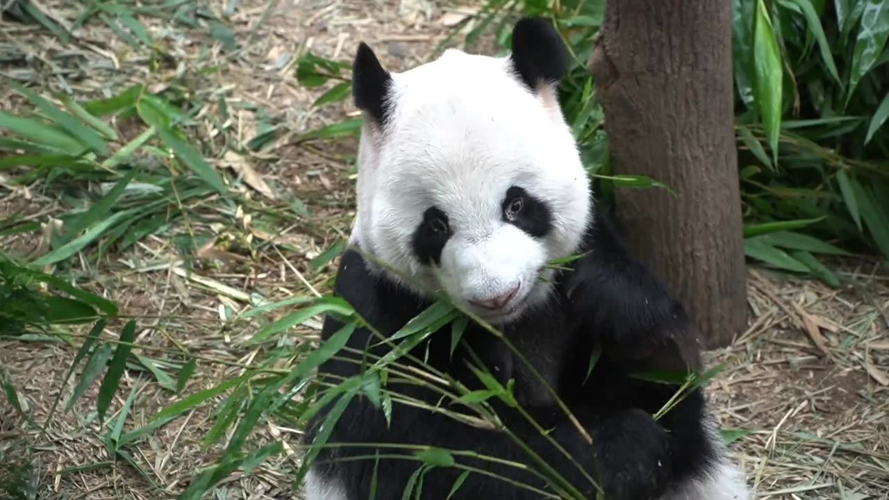 Bamboo is a popular food for pandas