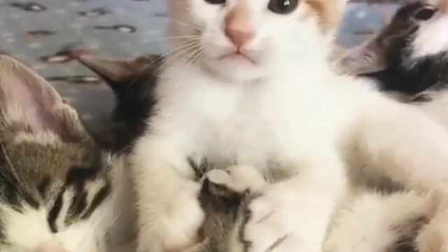 Funny Pet Meow Meow | playing with Meow
