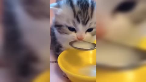 Look what this kitten when feeding