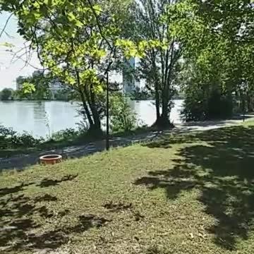 Dogs Sunny a lovely dog from Vienna Donau Wien Vienne jack russel mix