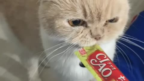 Pretty cat eating a snack (CIAO)