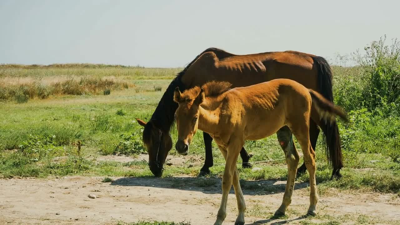 Horse and colt on the meadow eating green grass