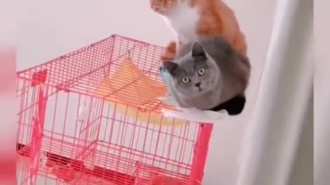 funny cats change their minds let´s see