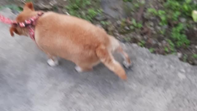 FAT dog's morning walk with grandma