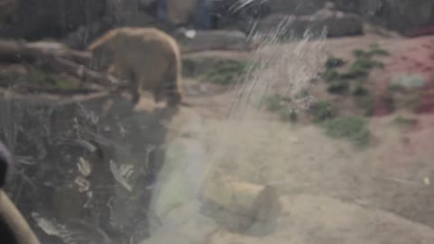 a woman and baby watching a grissly bear at the zoo