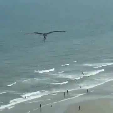 In case you’ve never seen an eagle flying with a shark before.