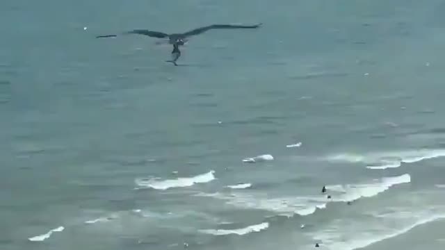 In case you’ve never seen an eagle flying with a shark before.