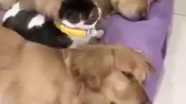 Two dogs have nice genuine and cat slept middle dogs