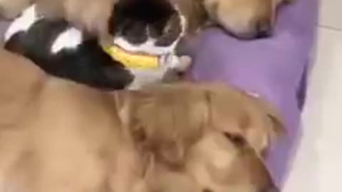 Two dogs have nice genuine and cat slept middle dogs