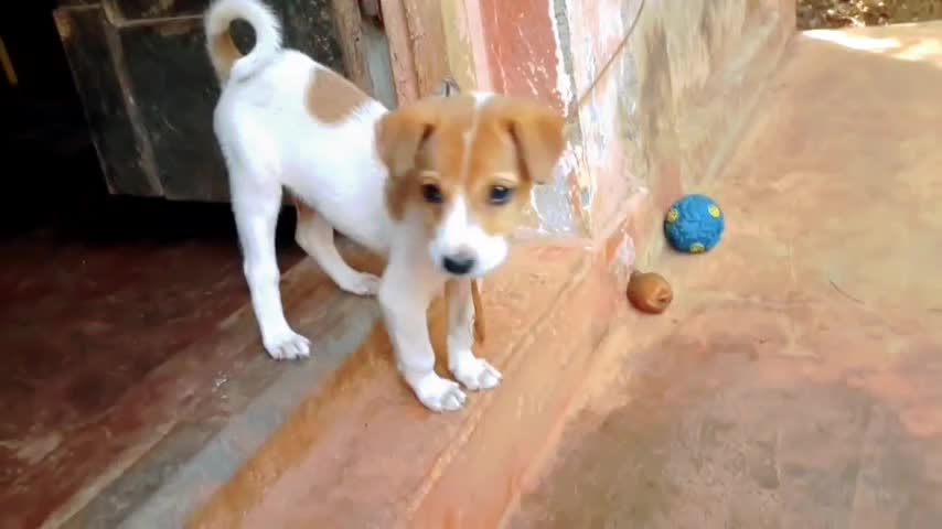 Cute dog puppy 🐶 #funnymoments