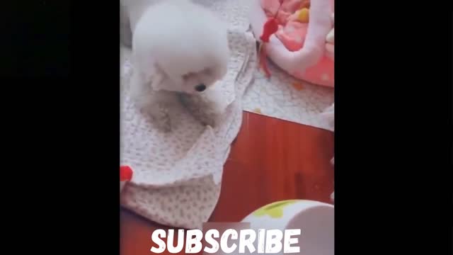 THE MOST BEAUTIFUL AND FUNNIEST PETS