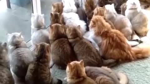 Funny cat video beautiful cat