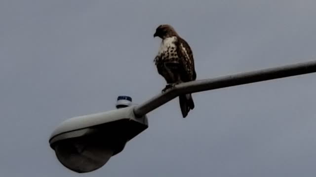 Ferruginous Hawk Watching for Prey