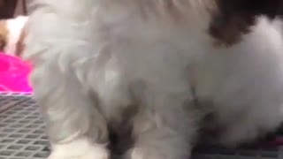 Lovely shih-tzu being charming for future owners