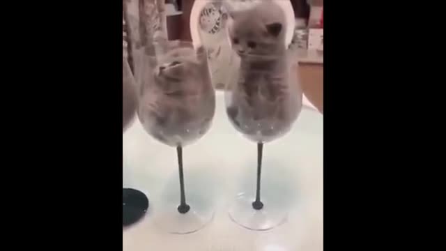 thanks and antics of animals very smart and creative
